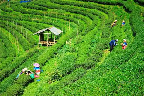 Tea Garden of Bangladesh