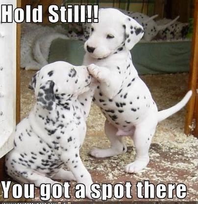 Funny Friday Dog Memes- SportLeash