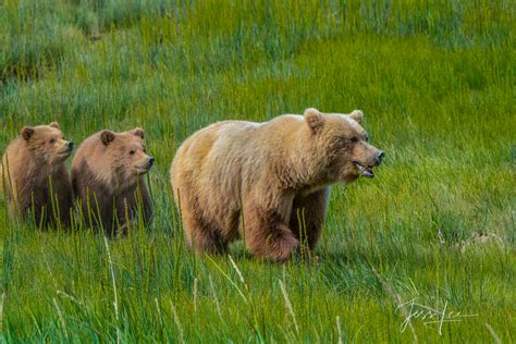 Grizzly Bear with two cubs Photo | Alaska | USA | Photos by Jess Lee