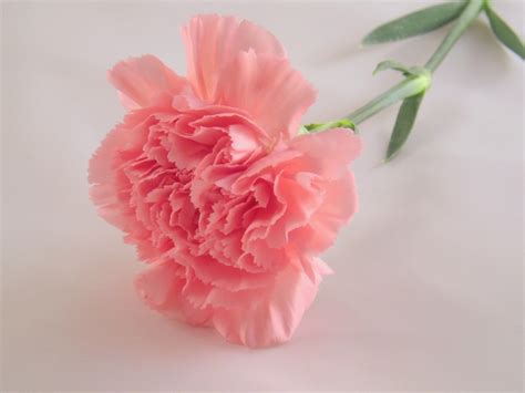 Pretty Pink Carnation - Colors Photo (34691991) - Fanpop