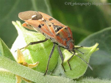 Small Milkweed Bug | Nature, Cultural, and Travel Photography Blog