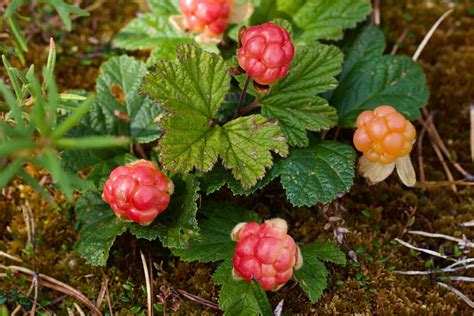 Growing Cloudberries: Everything You Need To Know to Grow This Rare Berry