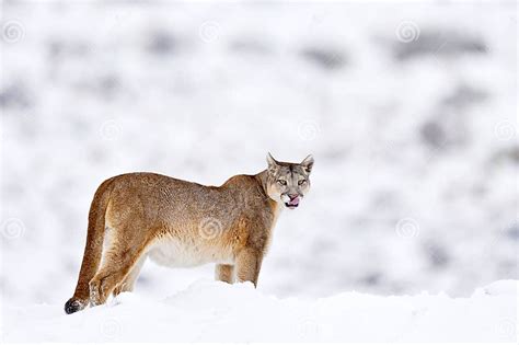 Wild Puma Nature Winter Habitat with Snow, Torres Del Paine, Chile. Big ...