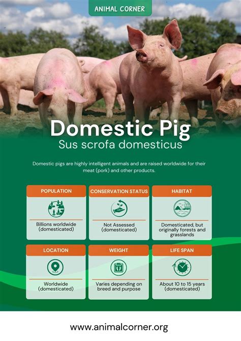 Domestic Pig - Facts, Diet & Pet Information