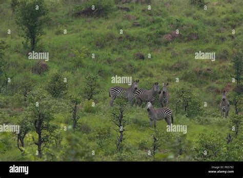 Afrika burchells zebra hi-res stock photography and images - Alamy