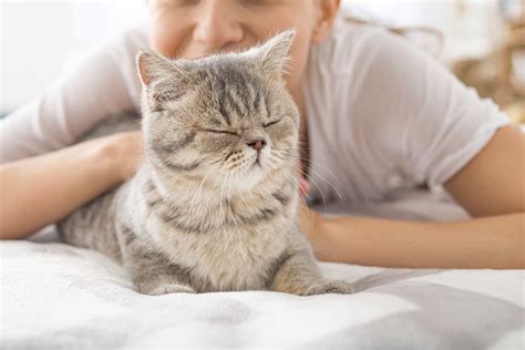 Why Do Cats Purr? 9 Reason & Information » Petsoid