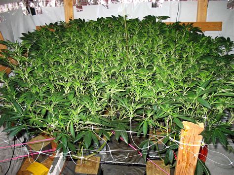 LBH's Famous ScrOG Tutorial | Grow Weed Easy