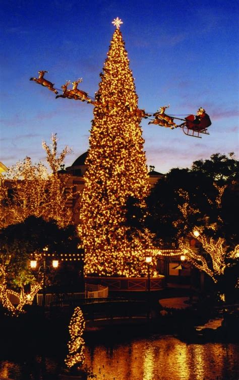 America's tallest Christmas trees