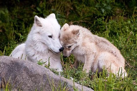 White Wolf : Stunning Images Showcase the Cuteness of Fluffy Arctic Wolf Pups with Moms | Wolf ...