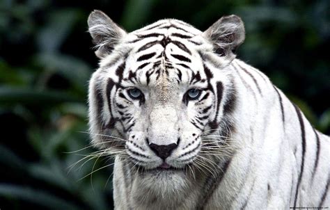 4K wallpaper: White Tiger Blue Eyes Wallpaper Hd