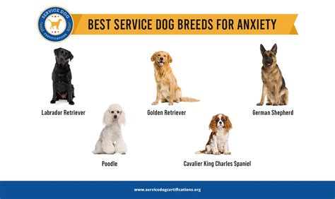 Best Service Dog Breeds for Anxiety - Service Dog Certifications