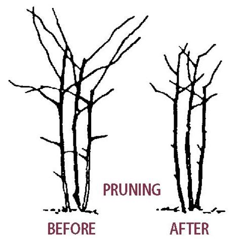 Pruning Blackberry Plants - Stark Bro's