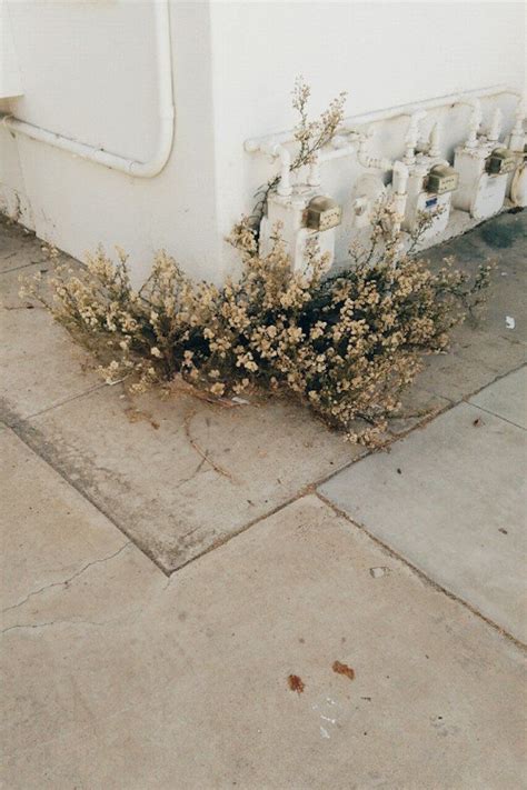 LACAUSA JOURNAL | Floral photography, Brown aesthetic, Plants