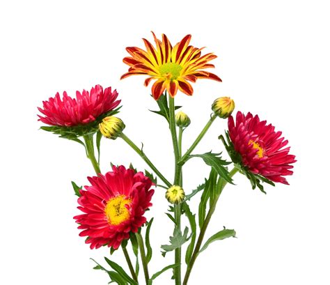 13 Different Types of Chrysanthemums (Plus Planting Tips and Health Benefits) | Chrysanthemum ...