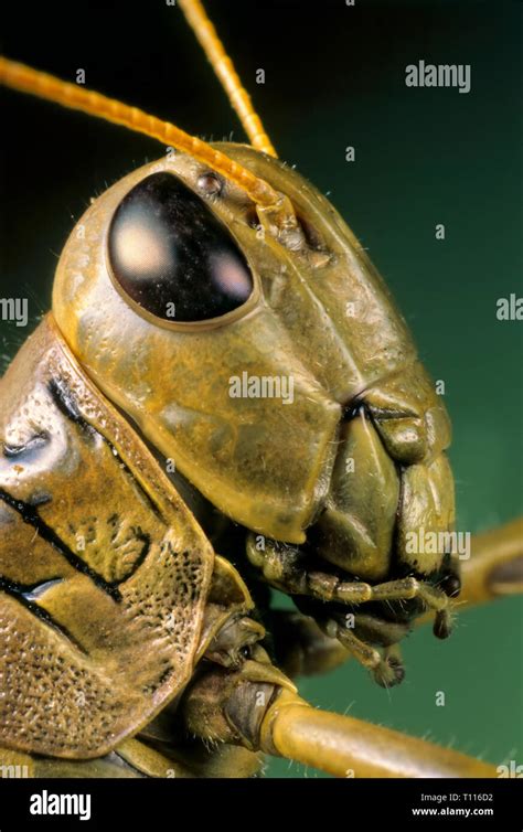 Close-up of head of differential grasshopper (Melanoplus differentialis ...