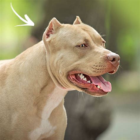 Pitbull With Clipped Ears | ubicaciondepersonas.cdmx.gob.mx