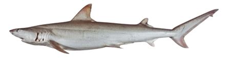 Snaggletooth Shark | Hemipristis elongata | Shark Database