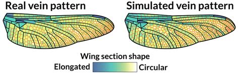 How math helps explain the delicate patterns of dragonfly wings