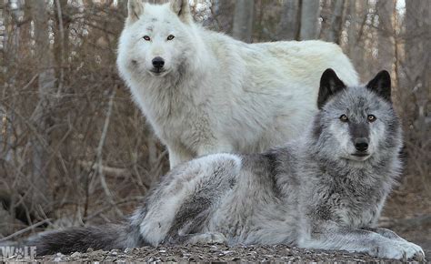 A Wild Anniversary: 25 Years For Yellowstone Wolves | Wolf Conservation ...