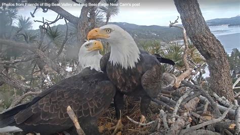 Big Bear bald eagle nest cam catches first egg of 2020 | cbs8.com