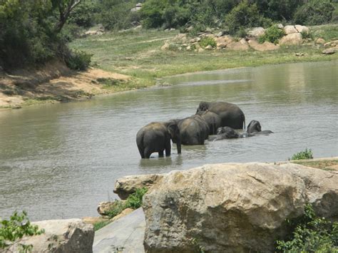 Photography: Bannerghatta National Park Safari