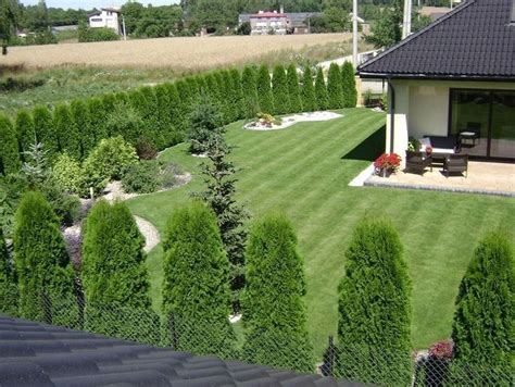 11 Sample Privacy Trees For Backyard For Small Room | Home decorating Ideas