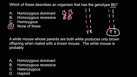 Homozygous, heterozygous, hemizygous, haploid - YouTube