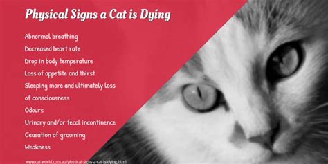 Cat Infographics - Cat-World