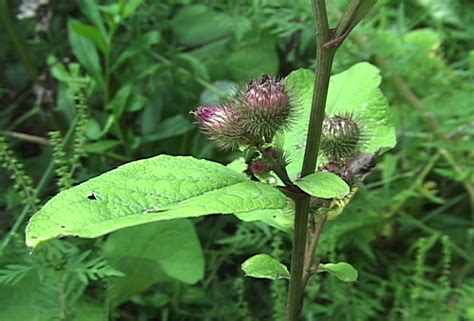 Common Burdock: Edible, Medicinal, Cautions & Other Uses - The Cargo ...