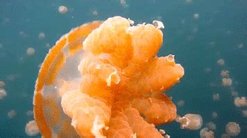 Jellyfish GIF - Jellyfish - Discover & Share GIFs