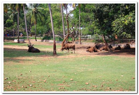 Mysore zoo animals 5