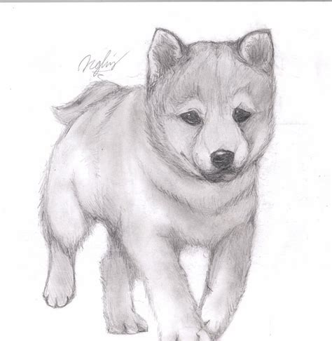 Puppy Drawing Art - Drawing Skill