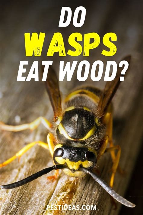 Do wasps eat wood? Learn about the different types of wasp that chew on wood around your home ...