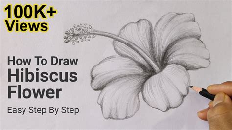 Hibiscus Flower Drawing Images | Best Flower Site