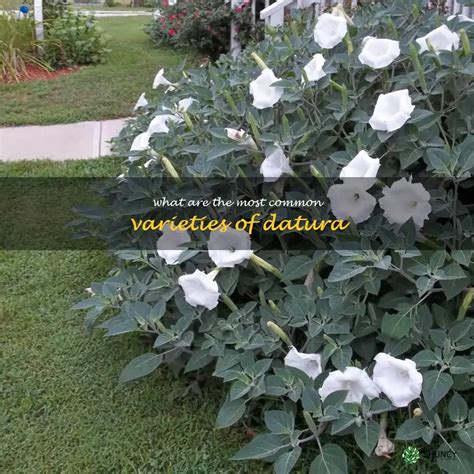 Exploring The Different Varieties Of Datura: A Guide To The Most Common Types | ShunCy