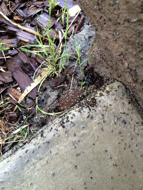 Ant nest just treated, white spots are the eggs the the adult ants are trying to move. | Ant ...