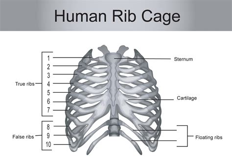 Human Skeleton Ribs