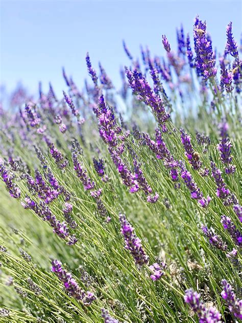 7 California Lavender Fields and Farms (Including My Absolute Favorite!)