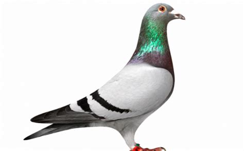 Petition Pigeon emoji