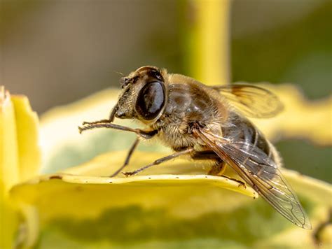 Apis mellifera Honey Bee | Apis mellifera Honey Bee | Flickr