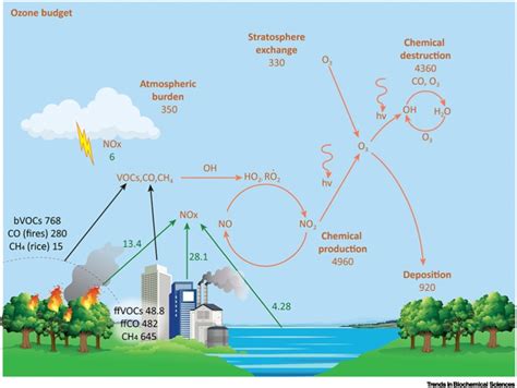 Plant biochemistry influences tropospheric ozone formation, destruction, deposition, and ...