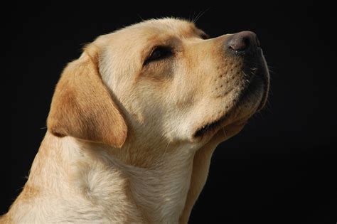 Drug Detection Dogs Reportedly Providing False Leads