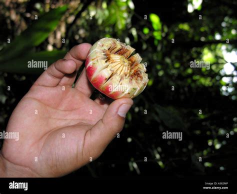 Amazon Rainforest Ecuador Stock Photo - Alamy