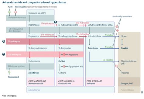 Congenital Adrenal Hyperplasia