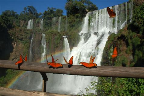 Butterflies at Iguazu Falls | Butterflies of every imaginabl… | Flickr