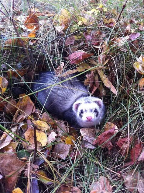 Ferret Colors and Patterns