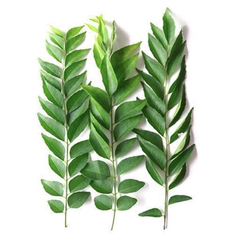 Herb - Curry Leaves