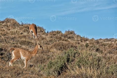 guanaco portrait in Argentina Patagonia close up 12024392 Stock Photo at Vecteezy