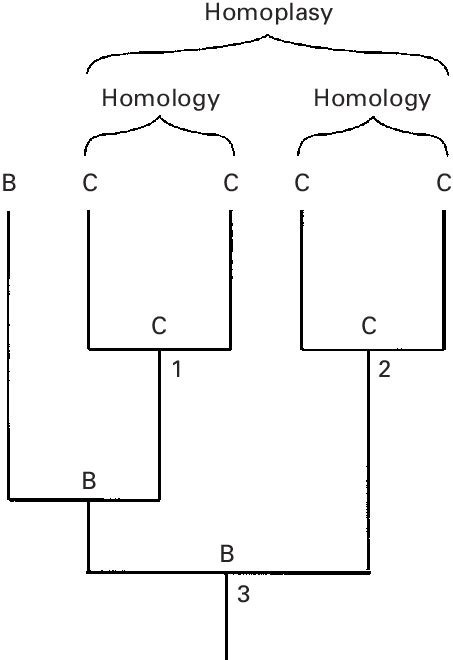 A representation of homology and homoplasy of feature C, based on ...