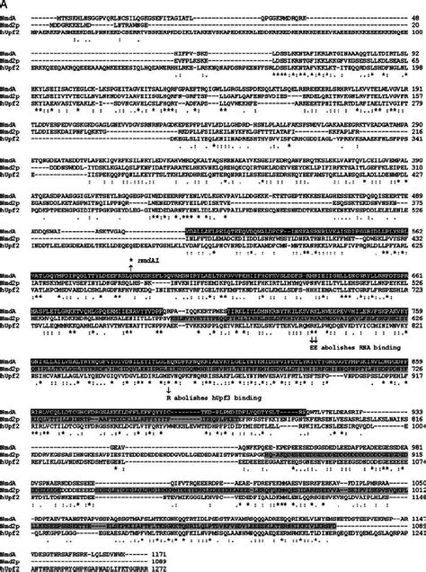 (A) Alignment of NmdA with yeast Nmd2p/Upf2p and human hUpf2 in... | Download Scientific Diagram